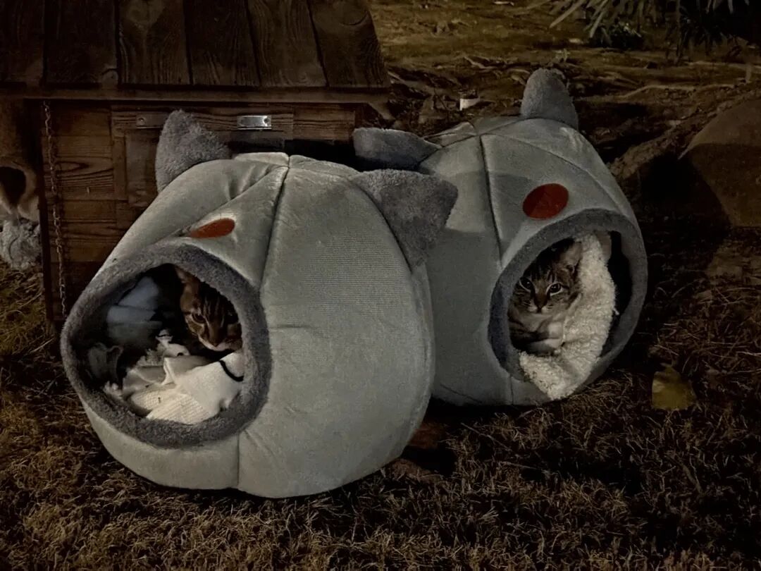搭建猫窝