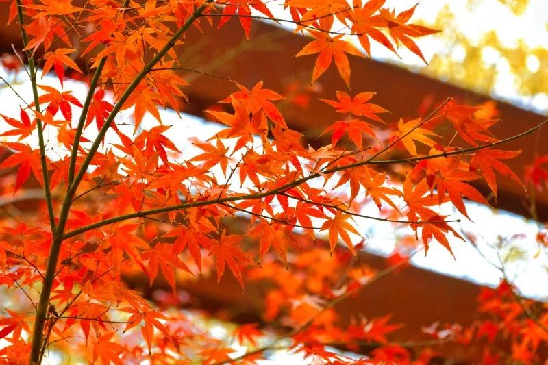 微信图片_20241230104620.jpg 微信图片_20241230104620.jpg