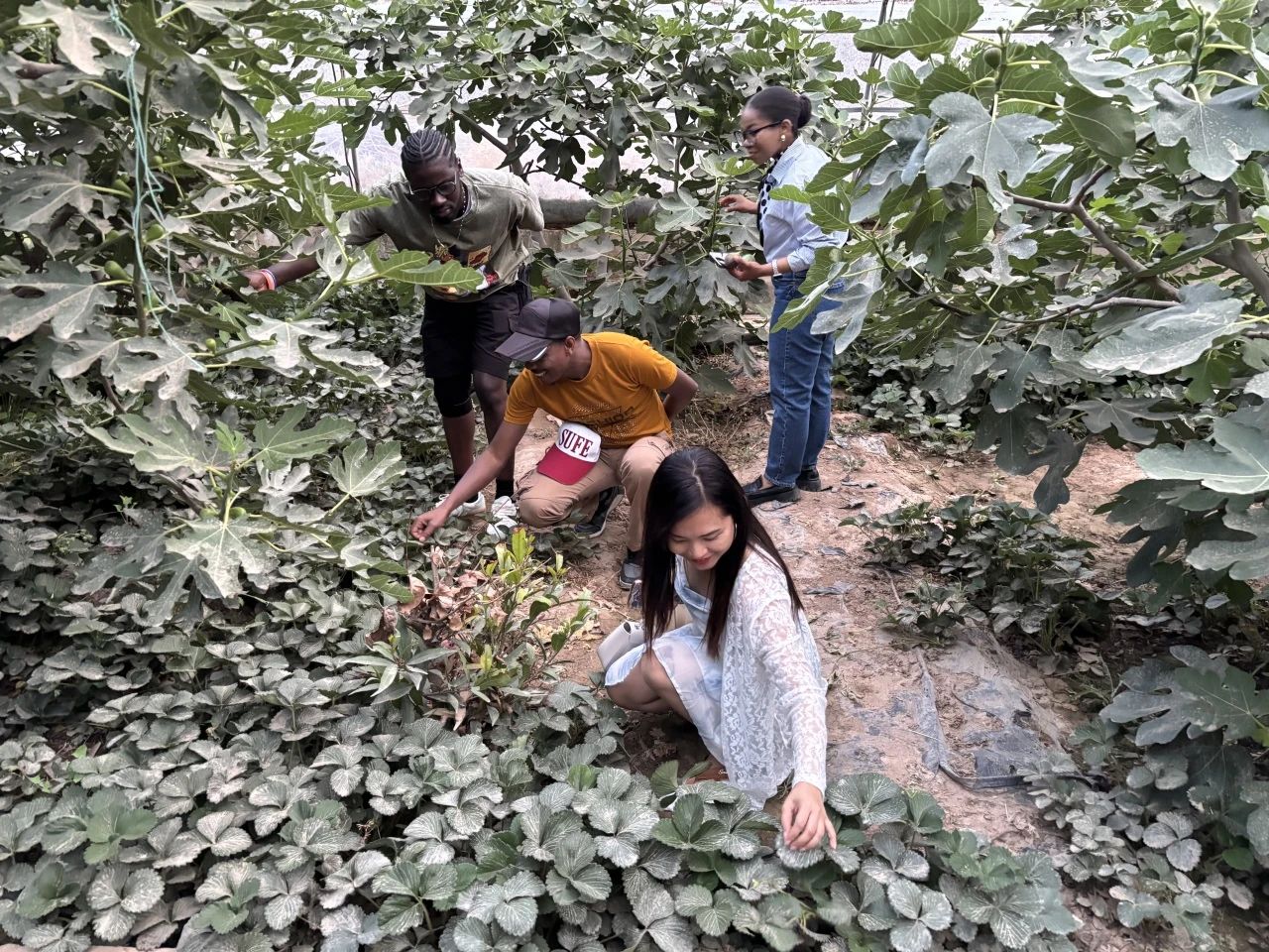 参观了果园种植大棚